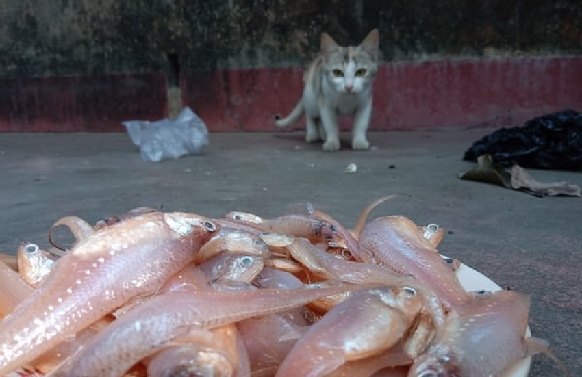 Ako kŕmiť mačiatko